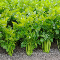 2021 New Crop export Natural Chinese High Quality Cheap Fresh Carrot Green Celery